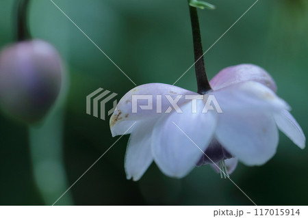 幻想的な森の妖精 117015914