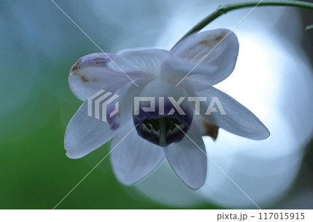 幻想的な森の妖精 117015915