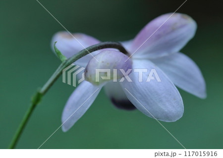 幻想的な森の妖精 117015916