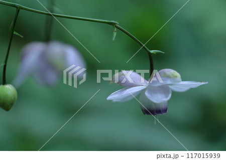 幻想的な森の妖精 117015939