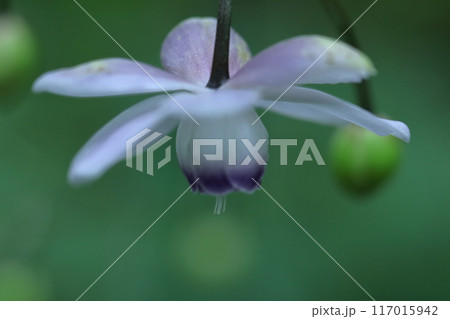 幻想的な森の妖精 117015942