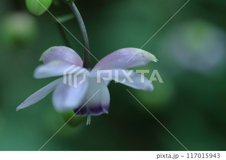 幻想的な森の妖精 117015943