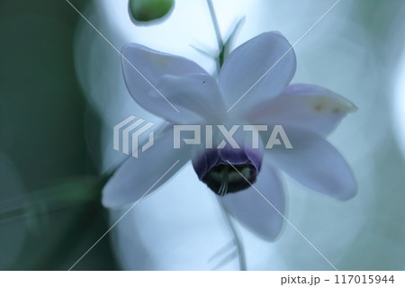 幻想的な森の妖精 117015944