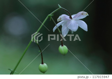 幻想的な森の妖精 117015947