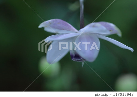 幻想的な森の妖精 117015948