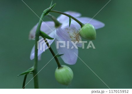 幻想的な森の妖精 117015952