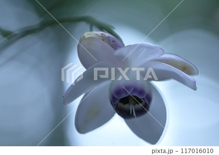 幻想的な森の妖精 117016010