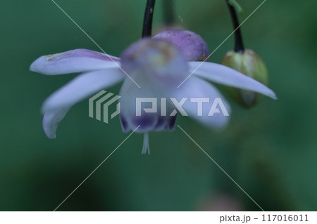 幻想的な森の妖精 117016011