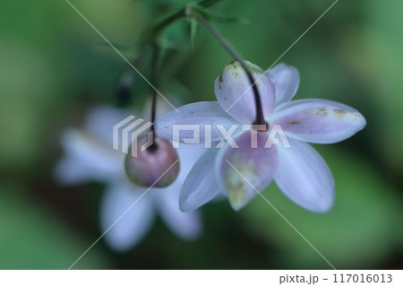 幻想的な森の妖精 117016013