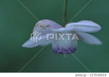 幻想的な森の妖精 幻想的な森の妖精 117016014