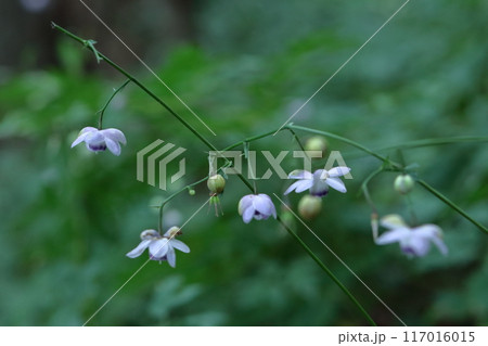 幻想的な森の妖精 117016015