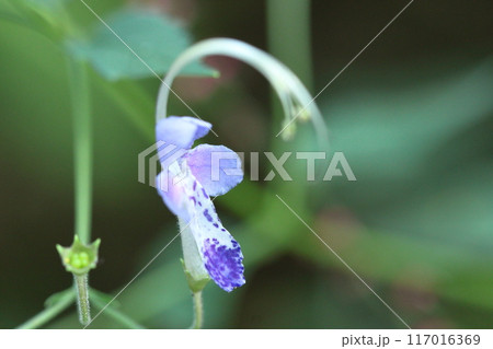 帆掛け船を連想する花 帆掛け船を連想する花 117016369