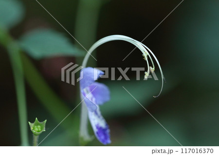 帆掛け船を連想する花 帆掛け船を連想する花 117016370