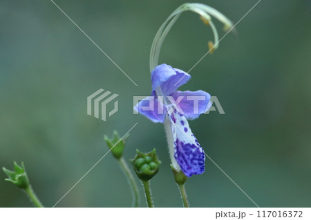 帆掛け船を連想する花 帆掛け船を連想する花 117016372