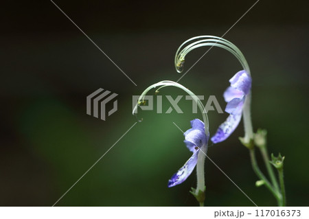 帆掛け船を連想する花 帆掛け船を連想する花 117016373