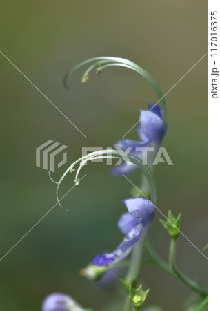 帆掛け船を連想する花 帆掛け船を連想する花 117016375