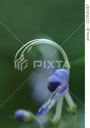 帆掛け船を連想する花 帆掛け船を連想する花 117016387