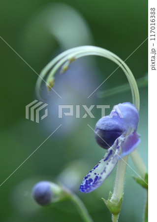 帆掛け船を連想する花 帆掛け船を連想する花 117016388