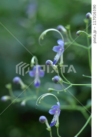 帆掛け船を連想する花 帆掛け船を連想する花 117016390