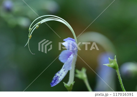 帆掛け船を連想する花 帆掛け船を連想する花 117016391