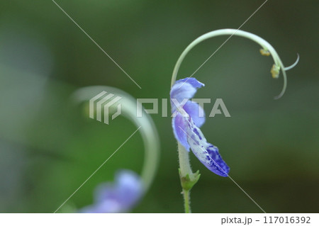 帆掛け船を連想する花 117016392