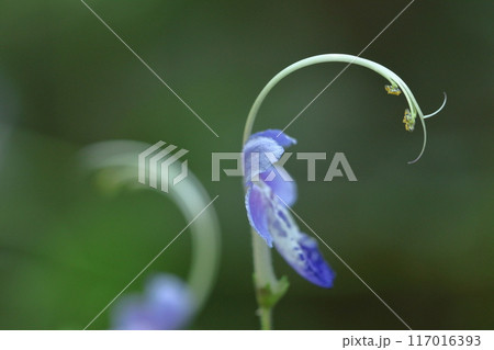 帆掛け船を連想する花 帆掛け船を連想する花 117016393