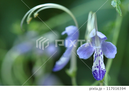 帆掛け船を連想する花 帆掛け船を連想する花 117016394