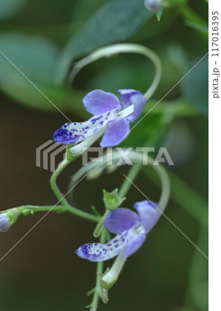 帆掛け船を連想する花 帆掛け船を連想する花 117016395