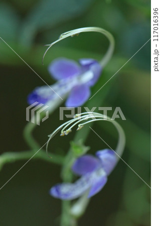 帆掛け船を連想する花 帆掛け船を連想する花 117016396