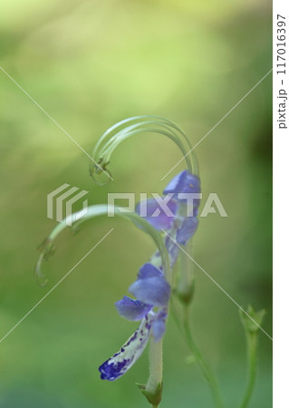 帆掛け船を連想する花 帆掛け船を連想する花 117016397