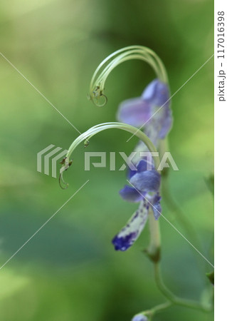 帆掛け船を連想する花 帆掛け船を連想する花 117016398