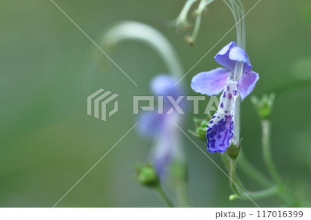 帆掛け船を連想する花 帆掛け船を連想する花 117016399