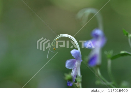 帆掛け船を連想する花 117016400