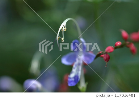 帆掛け船を連想する花 帆掛け船を連想する花 117016401