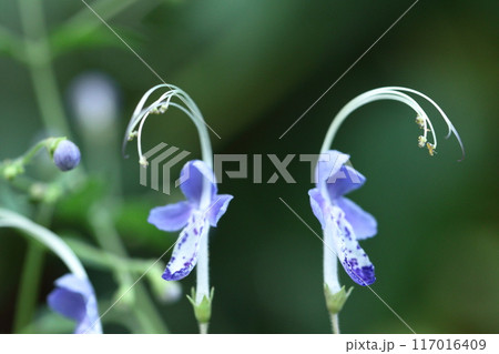 帆掛け船を連想する花 帆掛け船を連想する花 117016409