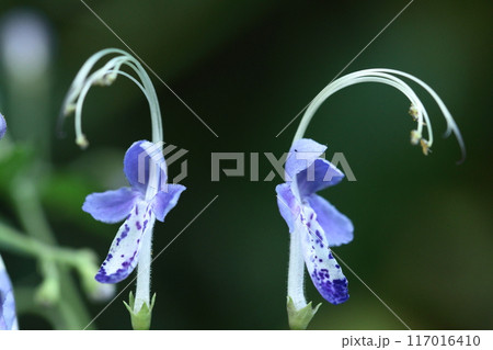 帆掛け船を連想する花 帆掛け船を連想する花 117016410