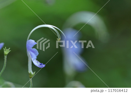 帆掛け船を連想する花 帆掛け船を連想する花 117016412