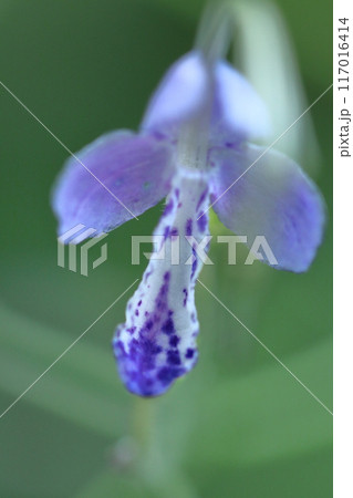 帆掛け船を連想する花 帆掛け船を連想する花 117016414
