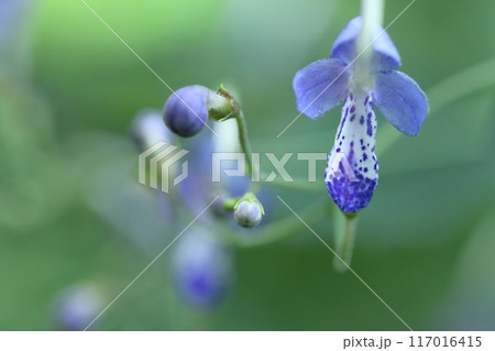 帆掛け船を連想する花 帆掛け船を連想する花 117016415