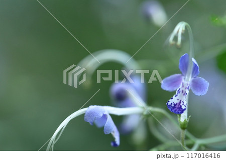 帆掛け船を連想する花 帆掛け船を連想する花 117016416
