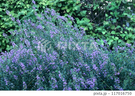お盆に仏壇に供える花 117016750