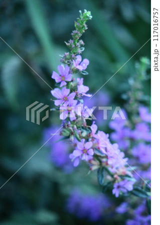 お盆に仏壇に供える花 お盆に仏壇に供える花 117016757