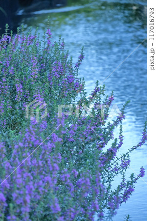 お盆に仏壇に供える花 117016793