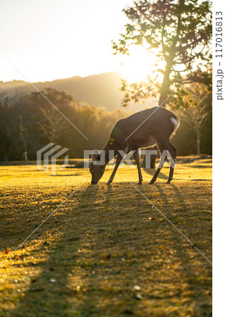 【奈良県】早朝の奈良公園にいる野生の鹿 【奈良県】早朝の奈良公園にいる野生の鹿 117016813
