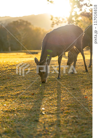 【奈良県】早朝の奈良公園にいる野生の鹿 【奈良県】早朝の奈良公園にいる野生の鹿 117016818