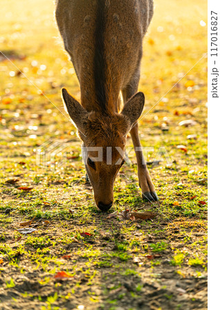 【奈良県】早朝の奈良公園にいる野生の鹿 【奈良県】早朝の奈良公園にいる野生の鹿 117016827