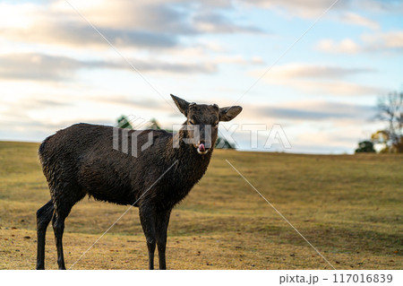 【奈良県】早朝の奈良公園にいる野生の鹿 117016839