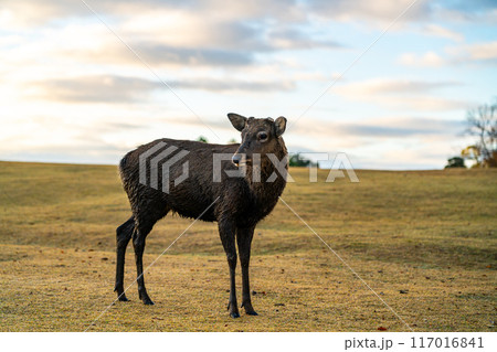 【奈良県】早朝の奈良公園にいる野生の鹿 117016841