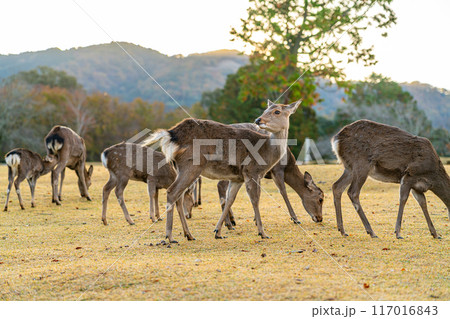 【奈良県】早朝の奈良公園にいる野生の鹿 【奈良県】早朝の奈良公園にいる野生の鹿 117016843