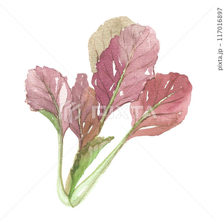 水彩で描いた小松菜 紫色 水彩で描いた小松菜 紫色 117016897